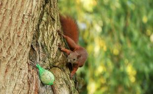 squirrel on a tree in the park on a blurred background