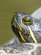 Turtle Animal face