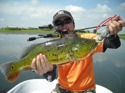 Peacock Bass Casting Angler