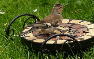 eating chaffinch in the garden