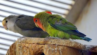 two tropical birds
