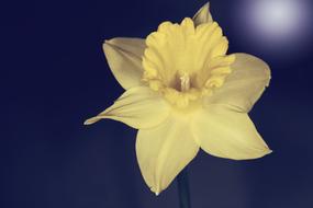 Narcissus Flower Blossom