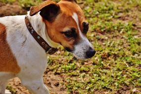 Jack Russell Terrier in profile close-up