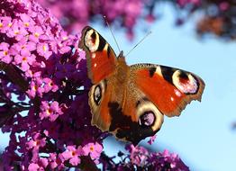 peacock butterfly on a blooming lilac