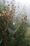 incredible Spider Web