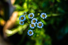 Flower Blue Nature