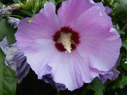 purple Hibiscus Blossom Bloom