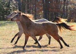running wild horses