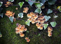 Mushrooms Nature Forest