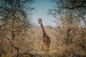 wonderful Giraffe Wildlife
