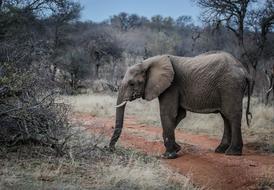 incredible Elephant Pachyderm