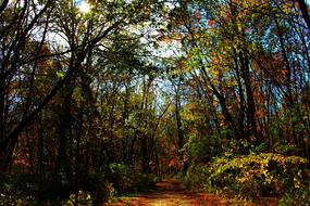 Nature Forest Trees