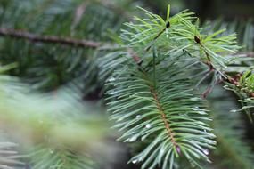 Pine Needles Plant