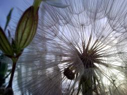 Flower Dandelion Field