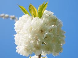 Cherry Blossom White Tree