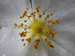 Flower Macro