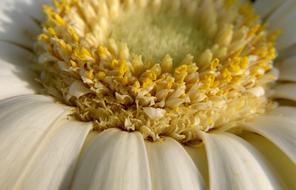 Flower Macro White Spring