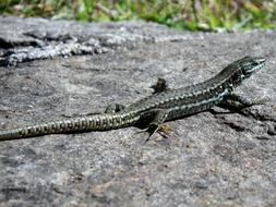 Lizard Reptile Close