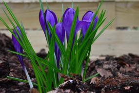 blooming flowers in the yard
