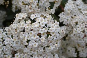 White Flower Flowers