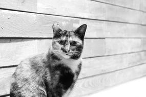 Meow Black And White