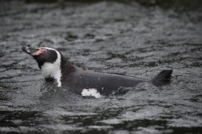 Penguin Water Swimming