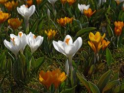 White and Orange Crocuses