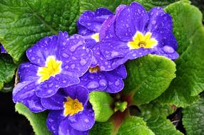 Spring flowers in dewdrops