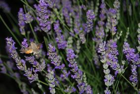 Macroglossum Stellatarum