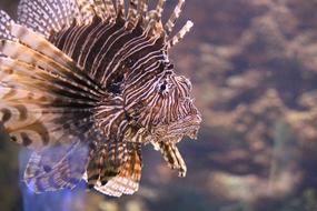lone spiny fish