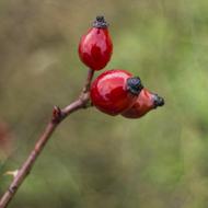red autumn berries on a branch