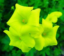 Flower Yellow Flowers
