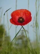 Poppy Flower Red