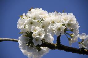 White beautiful flowers on a blue background