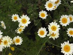 White and Yellow small Flowers
