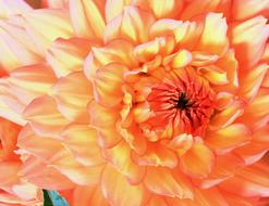 Flower Dahlia Orange