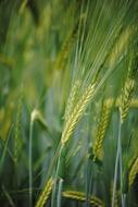 Ear Cornfield Grain Of