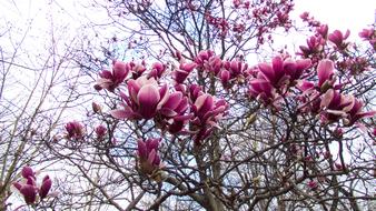 spring magnolia in bloom