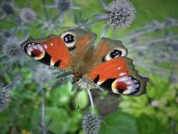 charming red Butterfly Insect