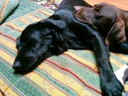 black dog sleeping