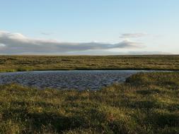 Iceland Lake Grass
