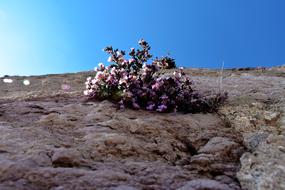 Flower Wall Castle Pink