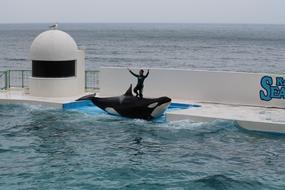 Seaworld Aquarium Killer Whale