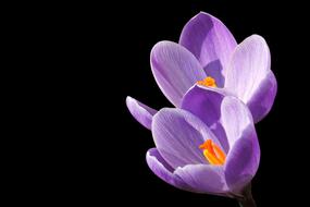 Crocus Violet Blossom