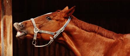 portrait of Horse Funny Making A Face