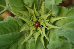 incredibly cute Ladybug Insect