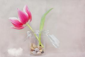 Tulip Flower Pink White Spring