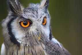 photo of Owl Bird Animal