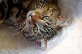 portrait of sweet cat with light green eyes