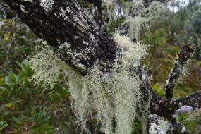 Moss Vegetation Nature